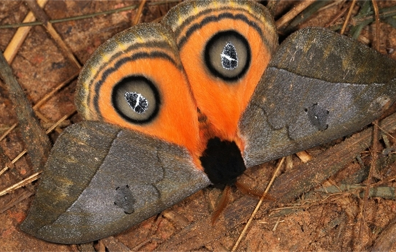 Moth 1 Automeris Amanda. Saturnidae CREDIT Mileniusz Spanowicz WCS